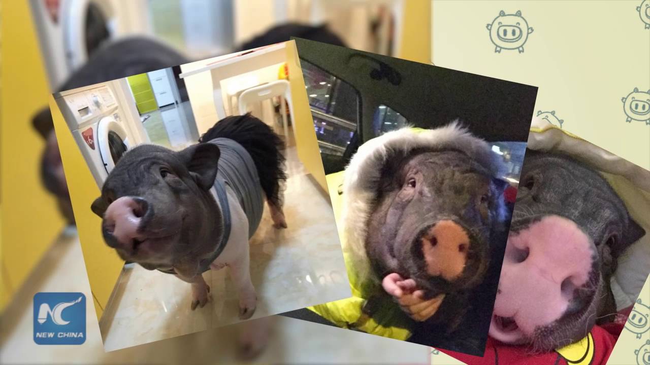 Woman in China sleeps with pet pig for 4 years