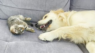 Funny Golden Retriever Reacts to Tiny Kitten (So Funny!!)