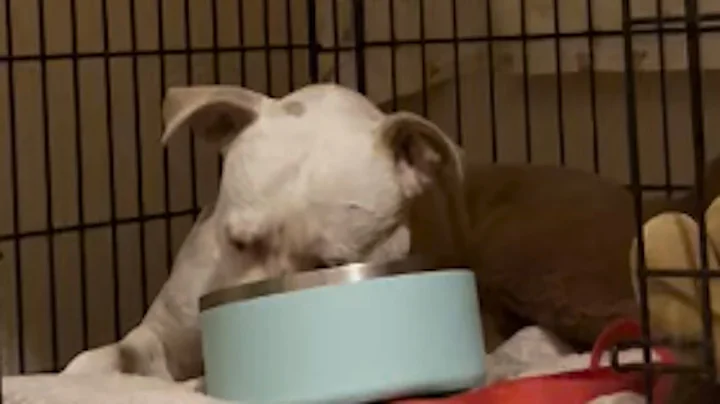 I adopted this scared pit bull. Here's what happened.