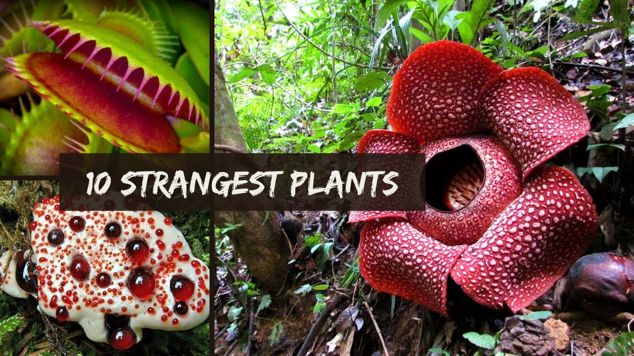 10 Strangest Plants In The World - YouTube