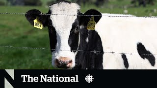 Bird flu surveillance in dairy cows lacking in Canada, scientists warn by CBC News: The National 1,311 views 1 day ago 2 minutes, 1 second