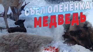 МЕДВЕДЬ СЪЕЛ ОЛЕНЁНКА. НЕ УСПЕЛИ...