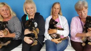 Westside German Shepherd Rescue
