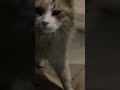 Cute Stray Cat #cat #cutecat #straycat #catlove #satisfying #shortvideo #shorts #fyp #trending