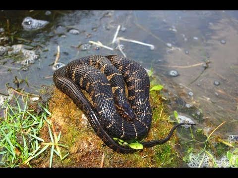Brandon's Herp Adventures: Carolina Water Snake