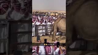 مزاد المتحديات لابناء قعيد الشلاحي