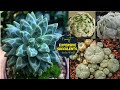 7 Most Expensive Succulents in the World | succulent plants - YouTube