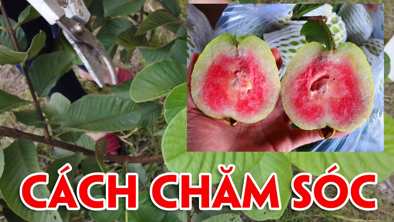 Cách trồng ổi ruby trái nhiều - Cách bón phân cho ổi ruby - KỸ THUẬT CHĂM SÓC ỔI RUBY