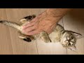 仔猫とわちゃわちゃ