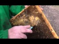Распечатка рамок после зимовки пчел