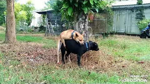 台湾土狗，公 50公分，成犬交配 生命教育。 - 天天要闻