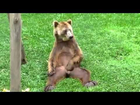 МЕДВЕДЬ ЧЕШЕТ ЯЙЦА МЕДВЕДЬ ЧЕШЕТ ЯЙЦА