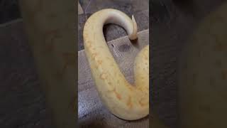 Banana Pinstripe Clown will blow your mind #ballpython #snake #animal #reptile #shorts