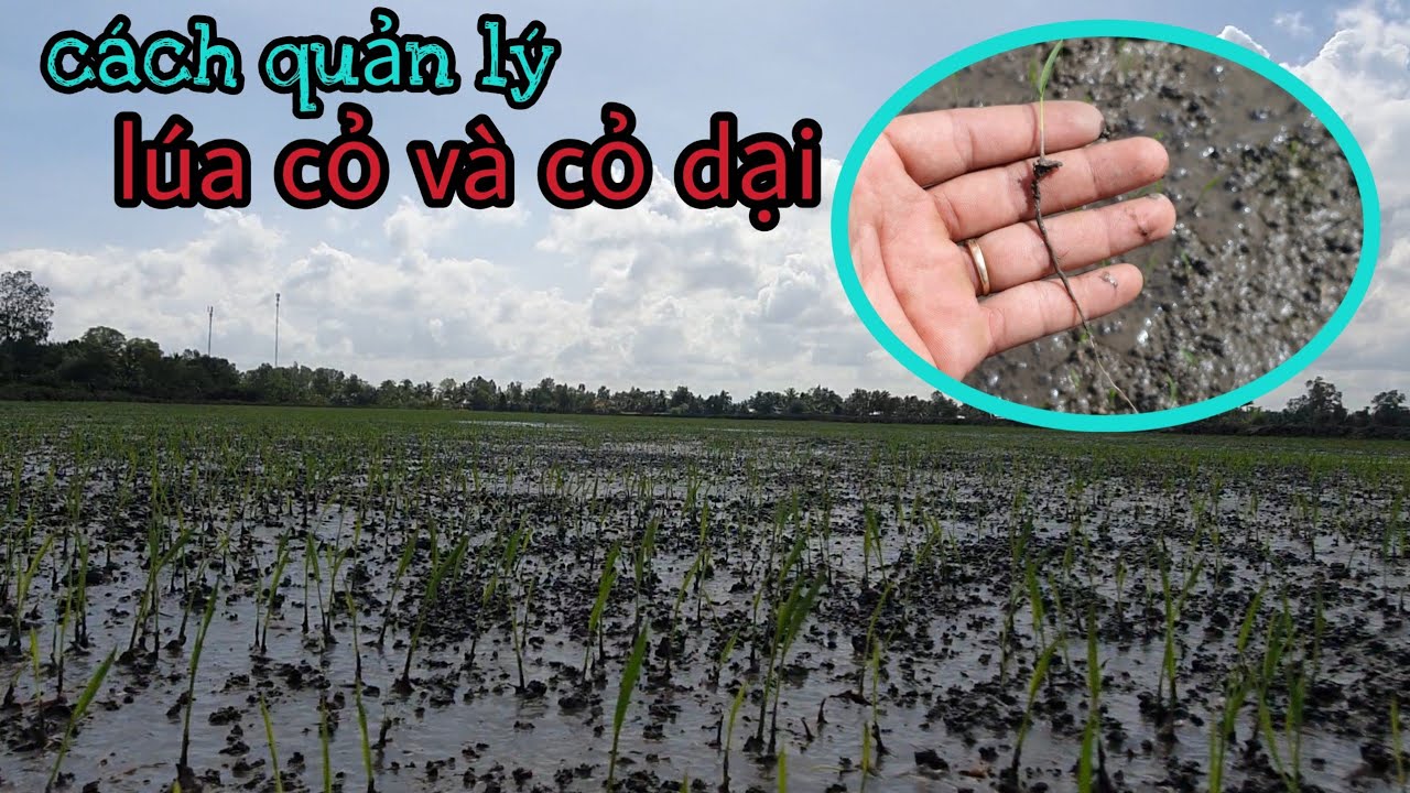 Quản lý tốt cỏ dại và lúa cỏ đầu vụ đông xuân #9 l thanhdotv
