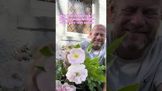 personal growing review of Rose ‘ sense and sensibility’ from @harknessroses4035 #gardenerben