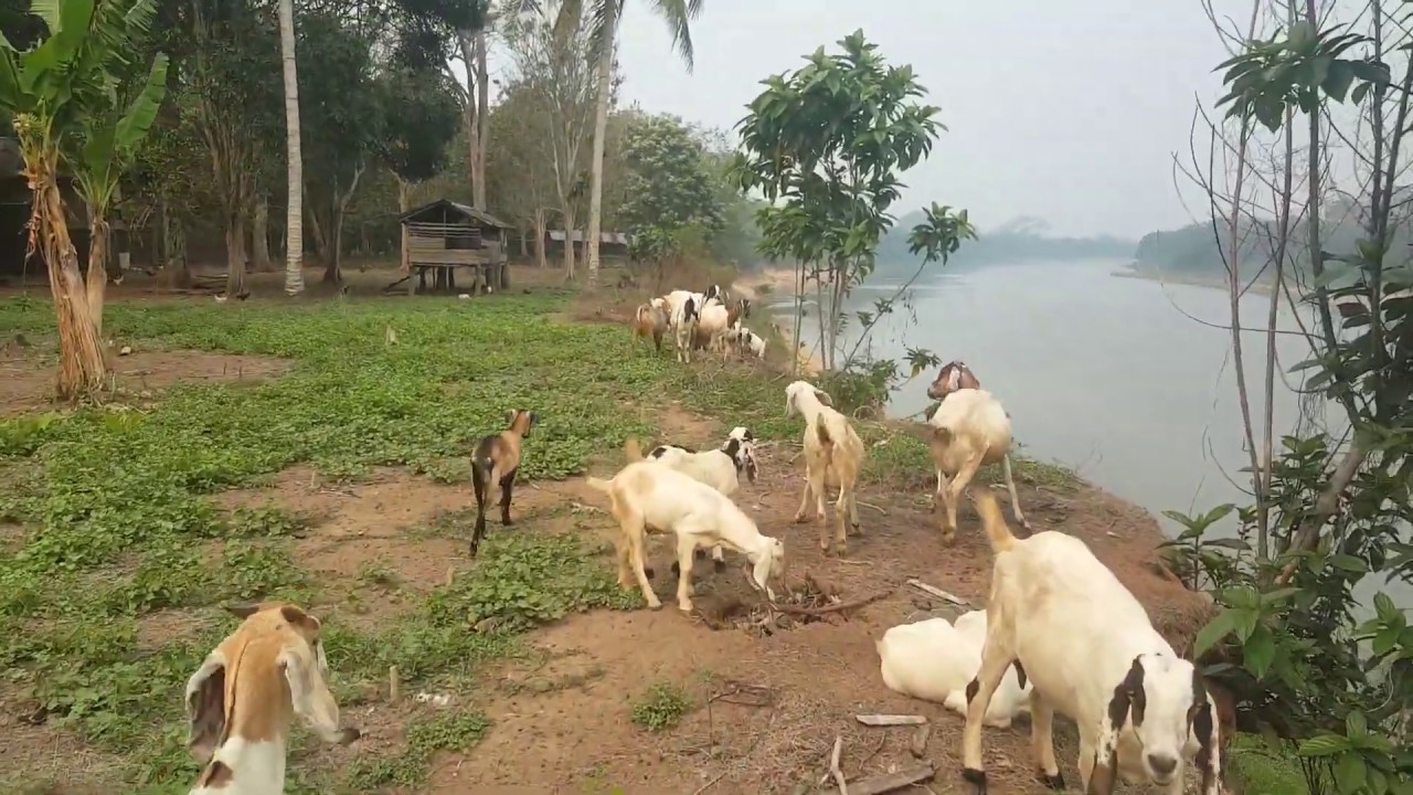 Ternak Kambing dan Ayam Dikebun, Jadi surganya Hewan || Ngunang