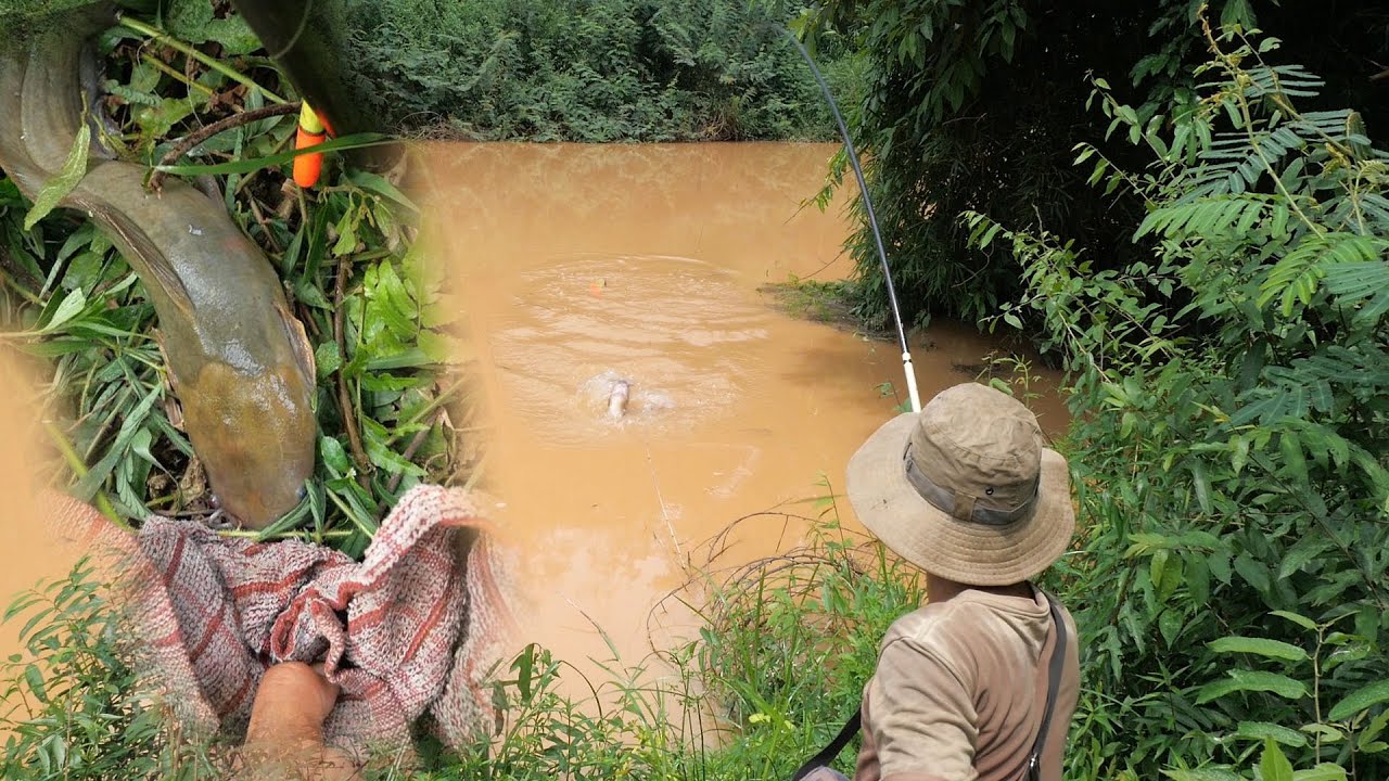 Nước đầu nguồn đổ về nhiều, làm mớ cá trê suối về kho tiêu nhức nách ✅