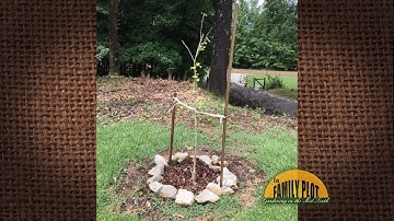 Q&A – My ginkgo tree does not look happy. How can I save my tree?