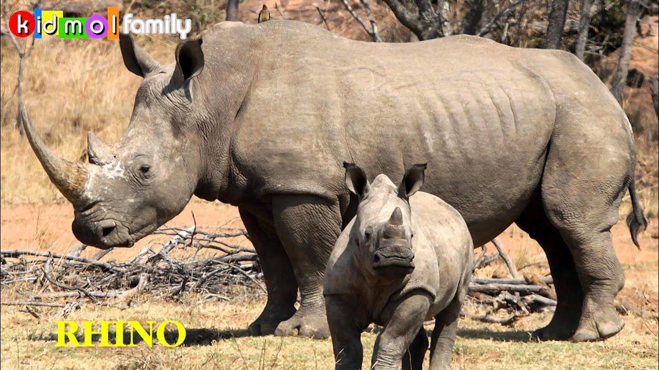 Носорог. Западно африканский черный носорог. Носорог теплокровный. Носорог теплокровный. Панцирный носорог.