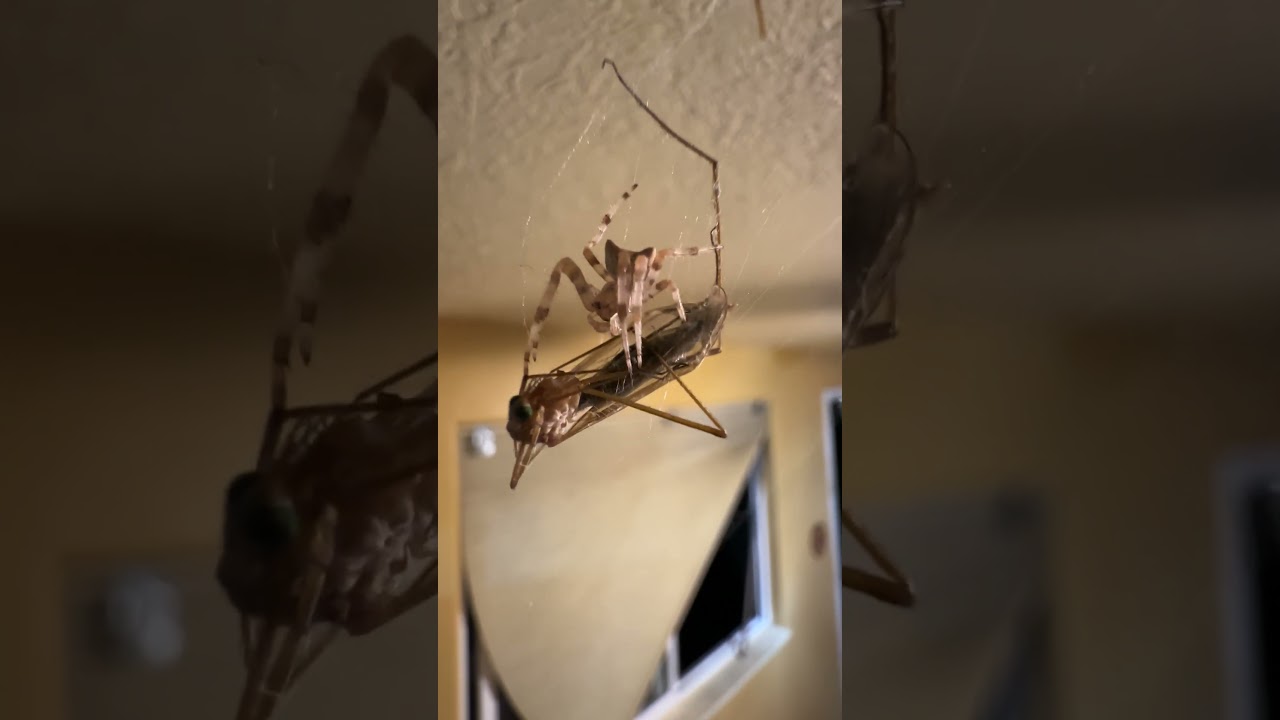 21JUL2025: Yummy! New Cat Face Orb spider chows down on Mosquito Hawk. Like! Subscribe! Comment!