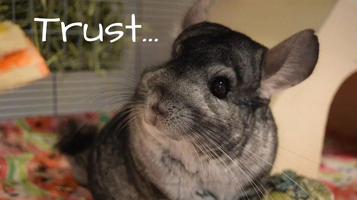 How To Build Your Chinchilla's Trust