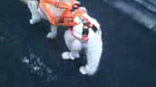 ３点吊リードを使って、老犬ぱるちゃん楽々お散歩