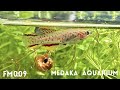 Fundulopanchax gardneri／フンデュロパンチャックス ガードネリー （killifish／卵生メダカ） #Shorts