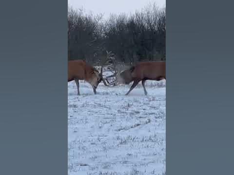 бои быков - YouTube