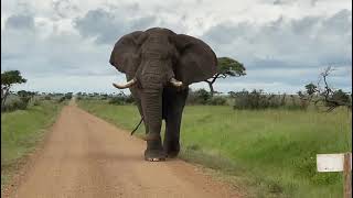 wonderful walk, an Elephant in his empire at the serengeti national Park in Tanzania Resimi