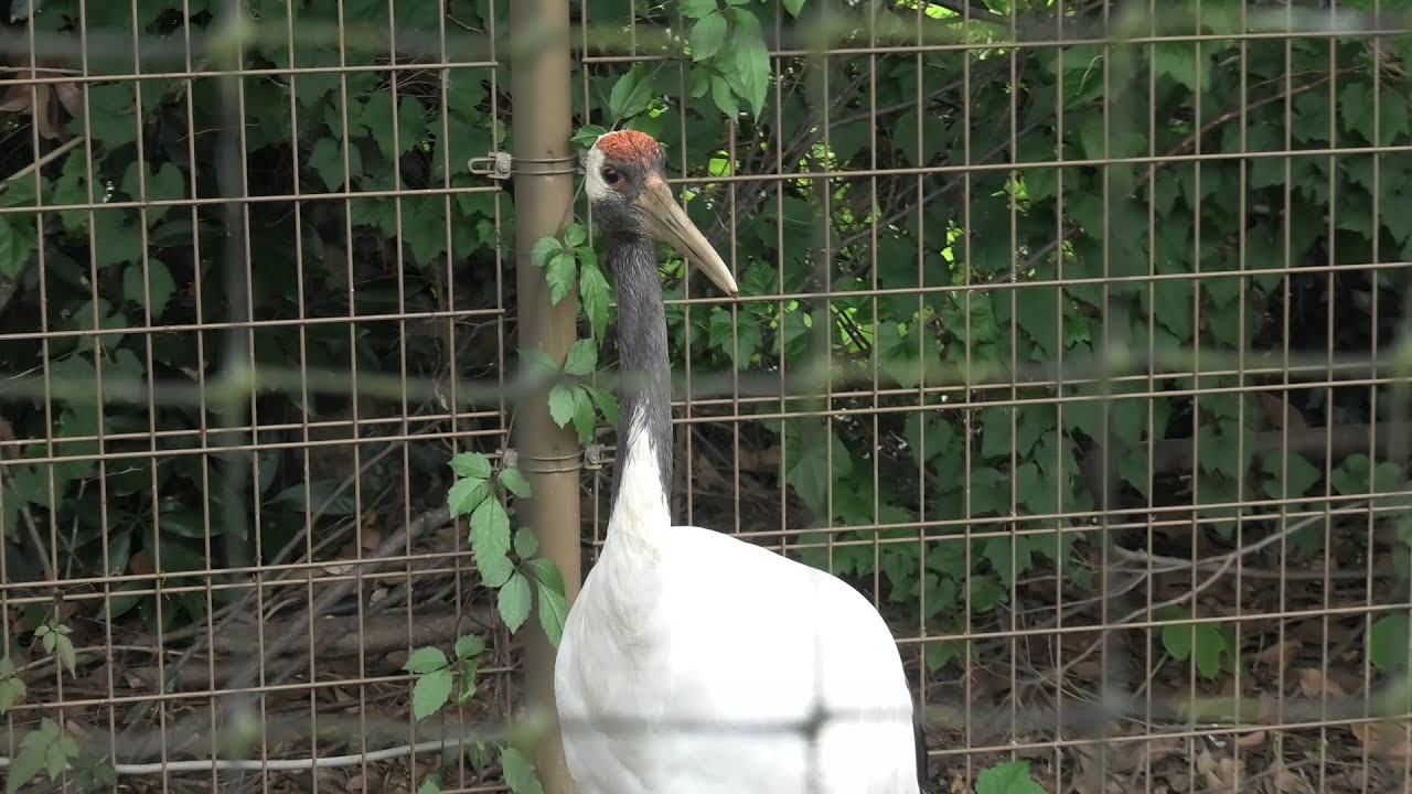 Japanese crane (TOBU ZOO, Saitama, Japan) September 18, 2020 - YouTube