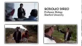Preview: Rodolfo Dirzo - A brief lesson in ecology