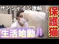 【保護猫活動】第2話 猫おじさん保護猫明日香との生活始動【サンシャイン池崎】