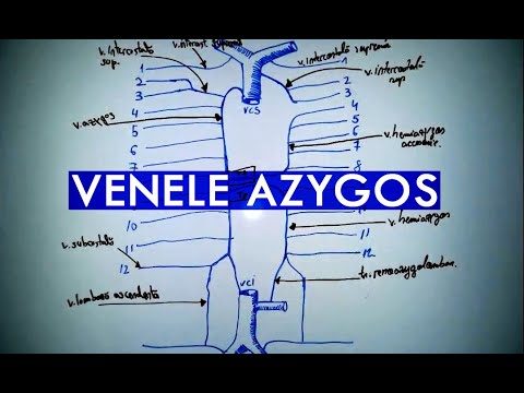 Video: Ce înseamnă lobul azygos?