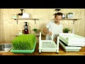 Weizengras selber ziehen mit dem Sproutman Keimgerät