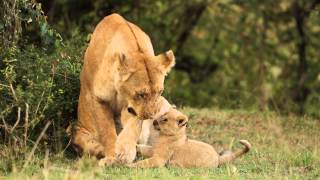 Lion cubs playing and annoying their mother - Maasai Mara 2014-11-23