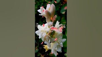 تلاوة خاشعة لسورة الإنفطار بصوت ماهر المعيقلي _إن الأبرار لفي نعيم #quran #القرآن_الكريم #nature