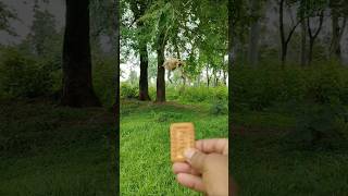 Flying Monkey Ka Amazing Jump! Biscuit Ke Liye Super Leap 😲 #Shorts