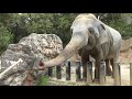 Skillful elephant＠Itozu-zoo Kitakyushu Japan
