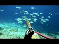 Double catch  dalawa sa isang tira spearfishingphilippines gopro fishing