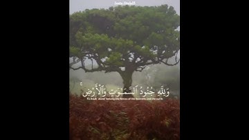 هُوَ الَّذِي أَنزَلَ السَّكِينَةَ فِي قُلُوبِ الْمُؤْمِنِينَ ❤️ القارئ عبدالرحمن مسعد