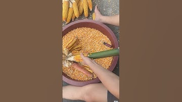 Removing corn kernels using bamboo. #shorts
