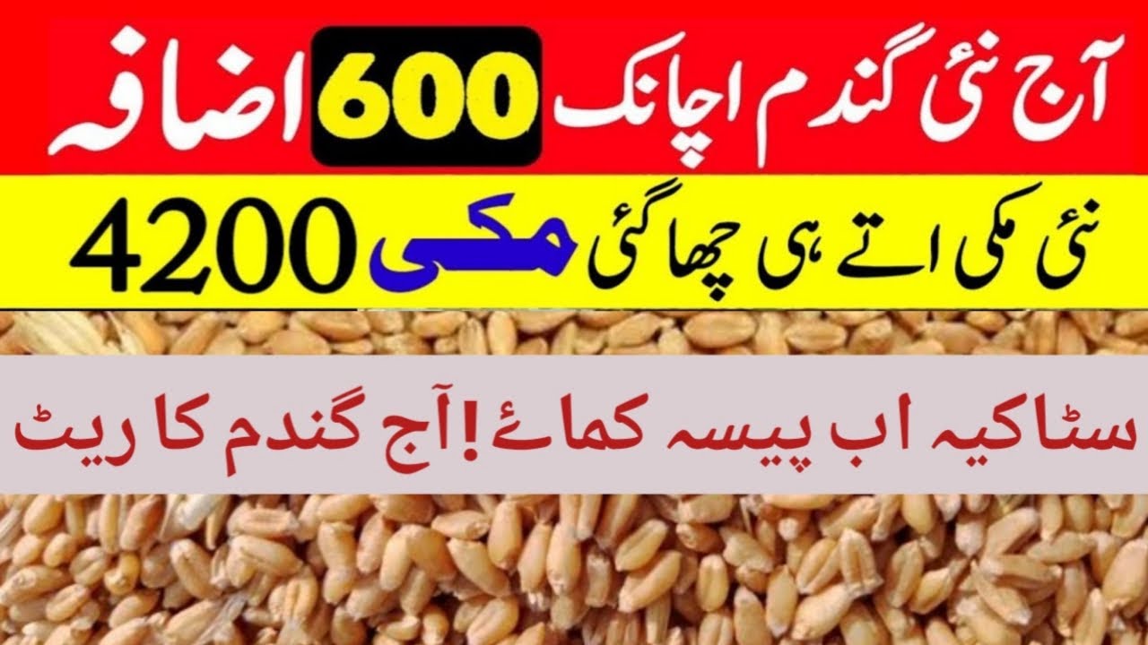 Today Wheat price in punjab | wheat rate today | Today wheat price ...