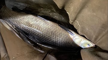 Săn hàng trắm đen : câu hố đấu oe óe là báo cá #haidangfishing #caucathugian 