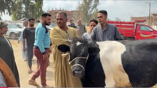 فعلا احسن حاجه اللي يعلف العجول في العمر ده بتيجي معاه بسرعه وبيجني أرباح في ٣ شهور