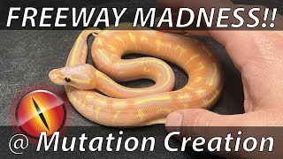 Freeway Madness! JKR Visits Mutation Creation - Toronto, Canada!