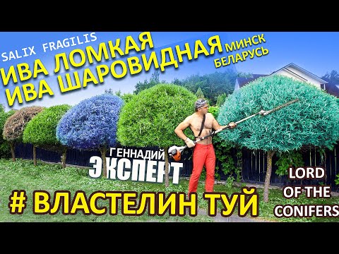 СТРИЖКА_ИВА ЛОМКАЯ /ракита/ Я ШИКАРНО СТРИГУ ИВЫ  #ВЛАСТЕЛИНТУЙ/стрижкатуиМинск / Ива в саду обрезка