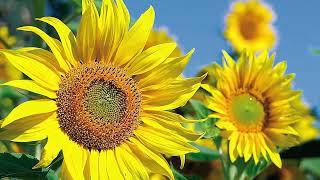 Lumidapt™ – The Benefits