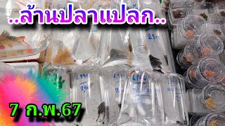 ปลาซัคเกอร์สวยๆ หลายสายพันธุ์ถูกรวมไว้ที่นี่ #NCO544