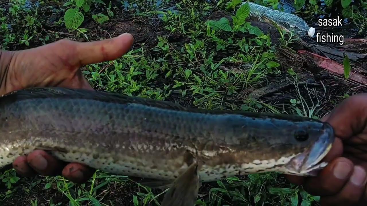 Rel BC ku rusak gara gara gabus ini #fishing #angler #castinggabusbesar #youtubevideo #fish #gabus