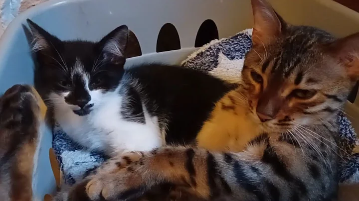 Video 9697411: bengal kitten meets cat, bengal kitten white cat, golden bengal kitten, adorable bengal kittens, black bengal kitten, bengal cat cuddles, big bengal cat, bengal cat baby